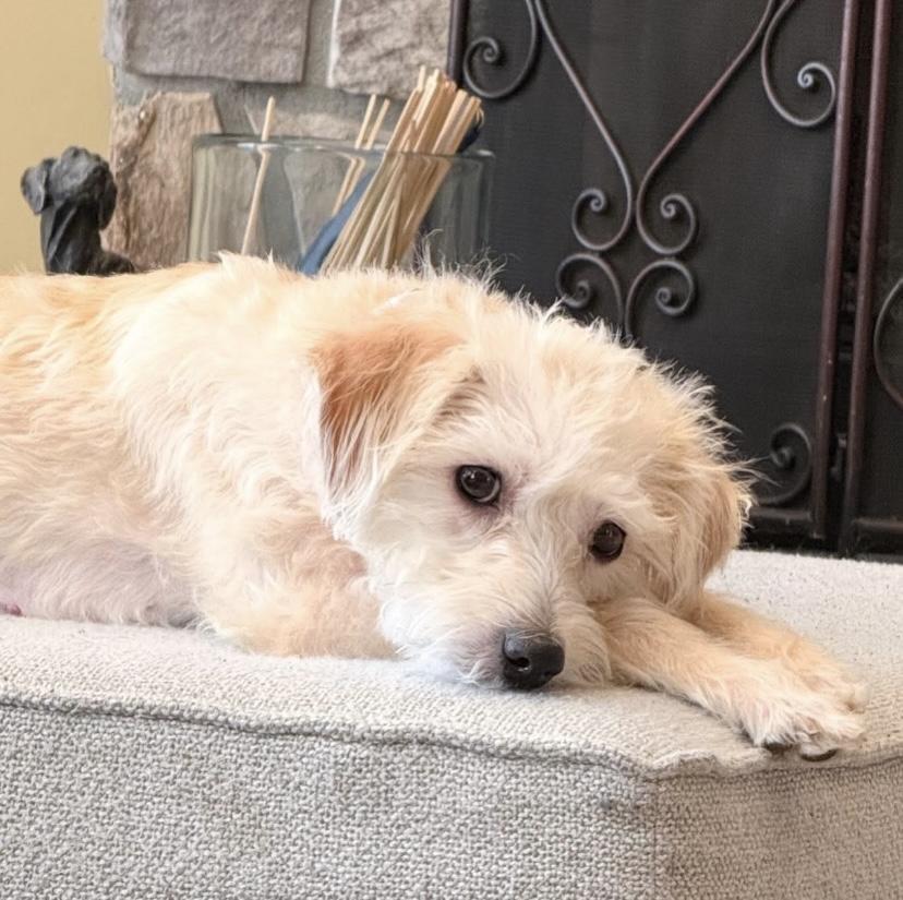 Muffet, a ADOPTABLE mixed breed in Philadelphia, PA image 1/5