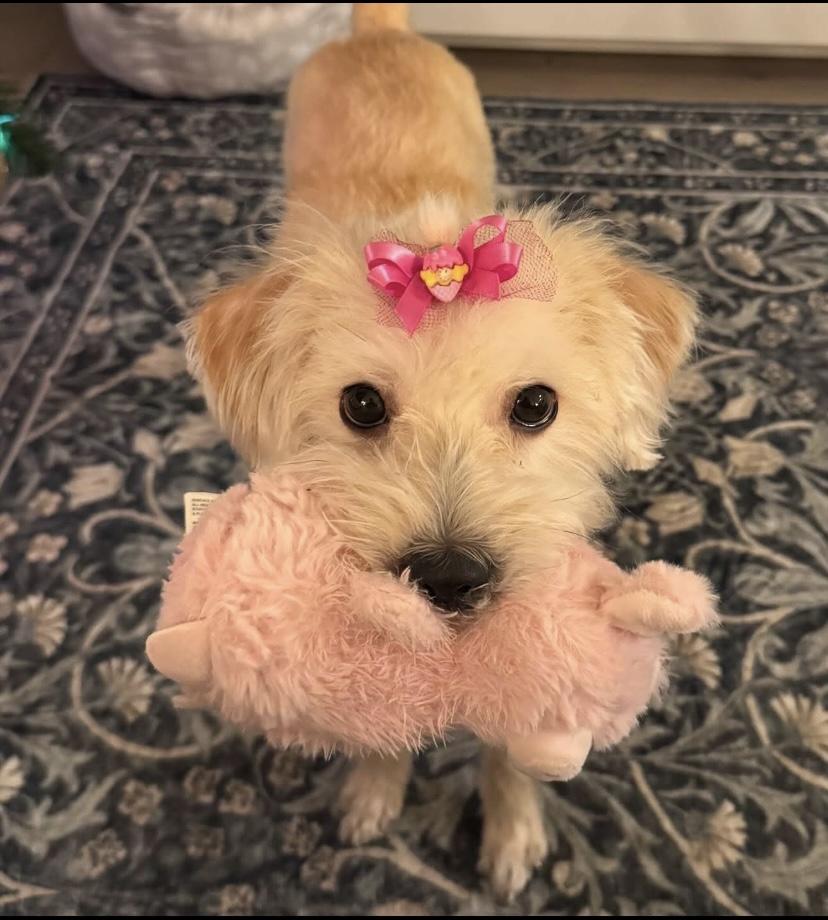 Muffet, a ADOPTABLE mixed breed in Philadelphia, PA image 2/5