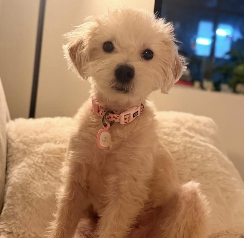 Muffet, a ADOPTABLE mixed breed in Philadelphia, PA image 3/5