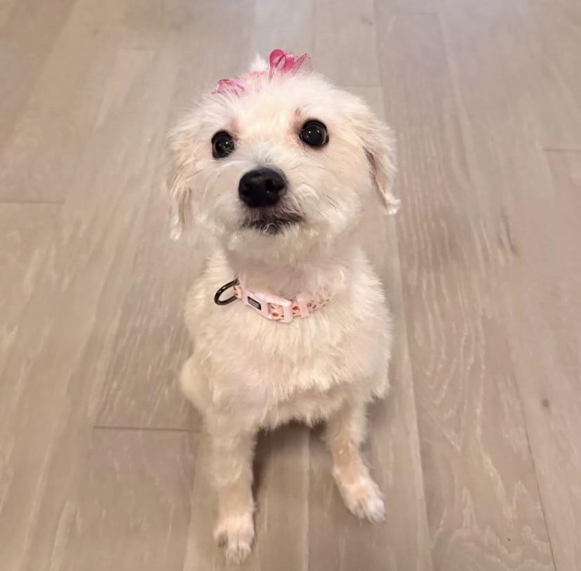 Muffet, a ADOPTABLE mixed breed in Philadelphia, PA image 4/5