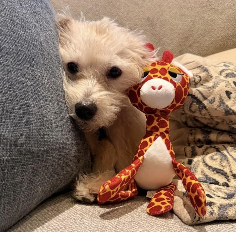 Muffet, a ADOPTABLE mixed breed in Philadelphia, PA image 5/5