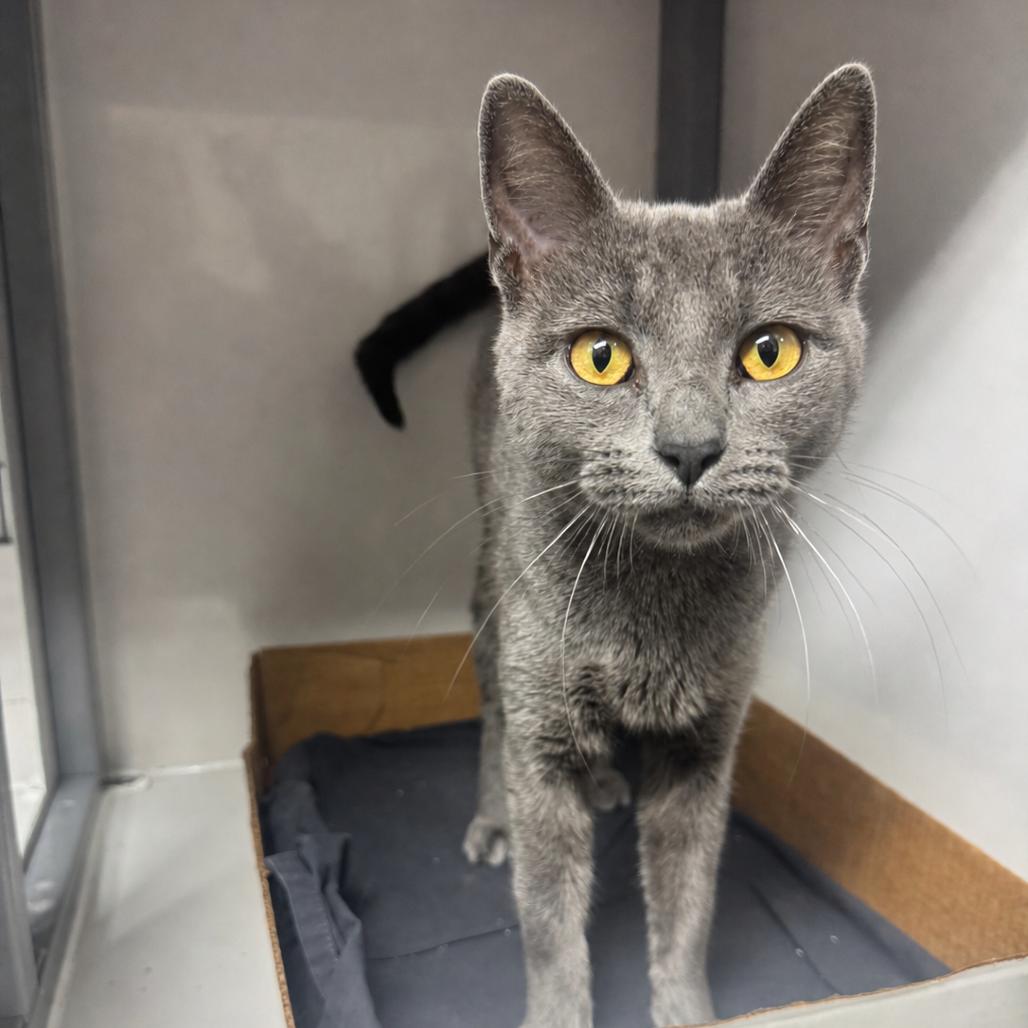 Grayce, Adoptable, Young Female Domestic Short Hair.