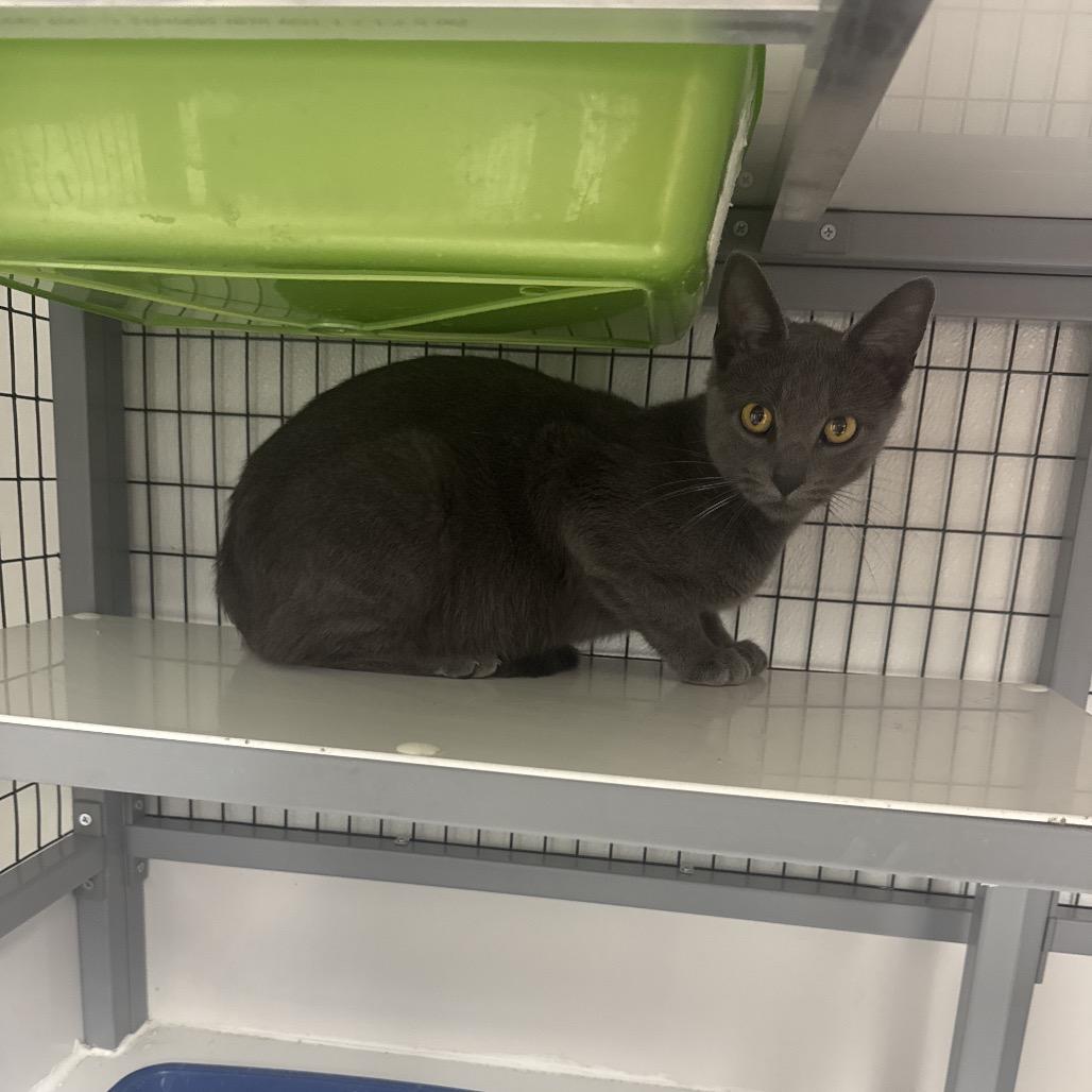 Enlarge Grayce, a Adoptable Domestic Short Hair in Shelbyville, IL image 2/2