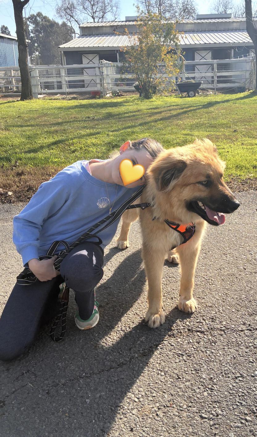 Enlarge Meadow, an adopted mixed breed in Davis, CA image 4/4