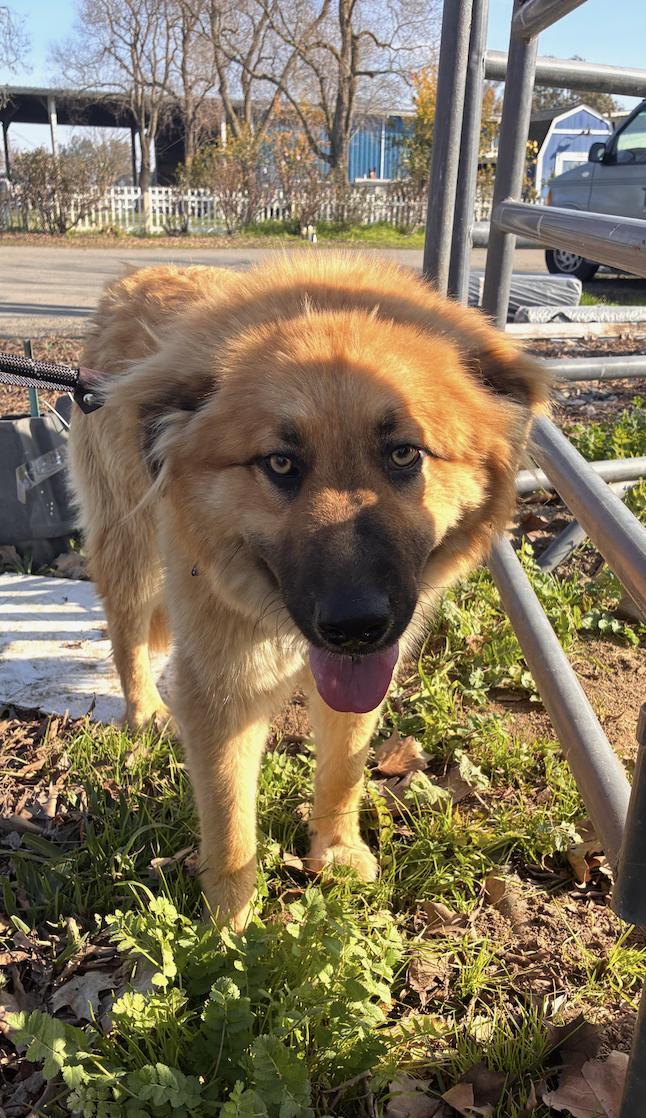 Enlarge Meadow, an adopted mixed breed in Davis, CA image 3/4