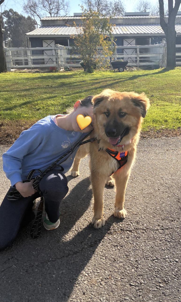 Meadow, adopted, Young Female Anatolian Shepherd & Golden Retriever.