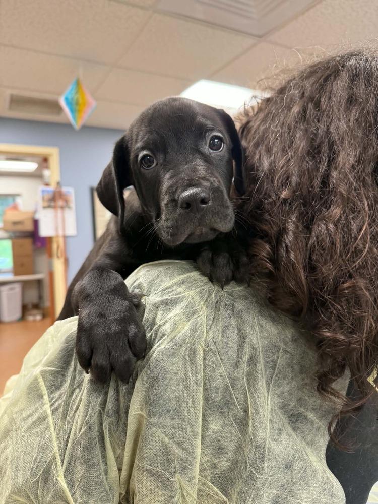 Fallon (FOSTERED LOCALLY), Adoptable, Puppy Male Labrador Retriever & Pit Bull Terrier.
