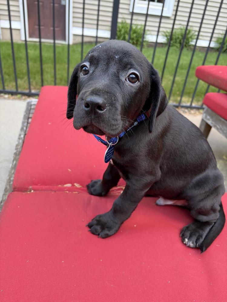 Enlarge Fallon (FOSTERED LOCALLY), a Adoptable mixed breed in Leverett, MA image 2/4