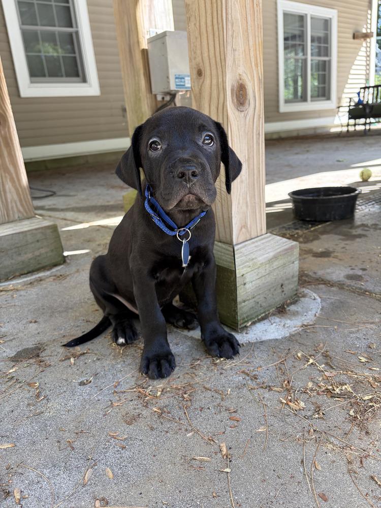 Enlarge Fallon (FOSTERED LOCALLY), a Adoptable mixed breed in Leverett, MA image 3/4