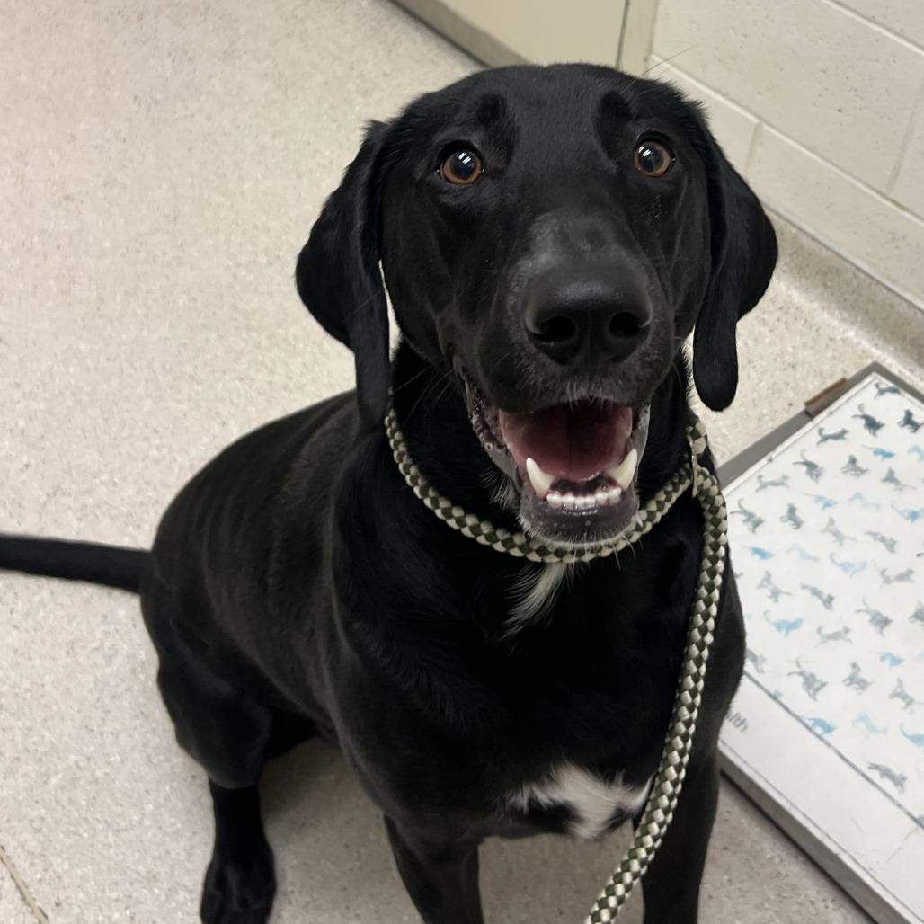 Enlarge Anakin, a Adoptable mixed breed in Murray, UT image 1/1