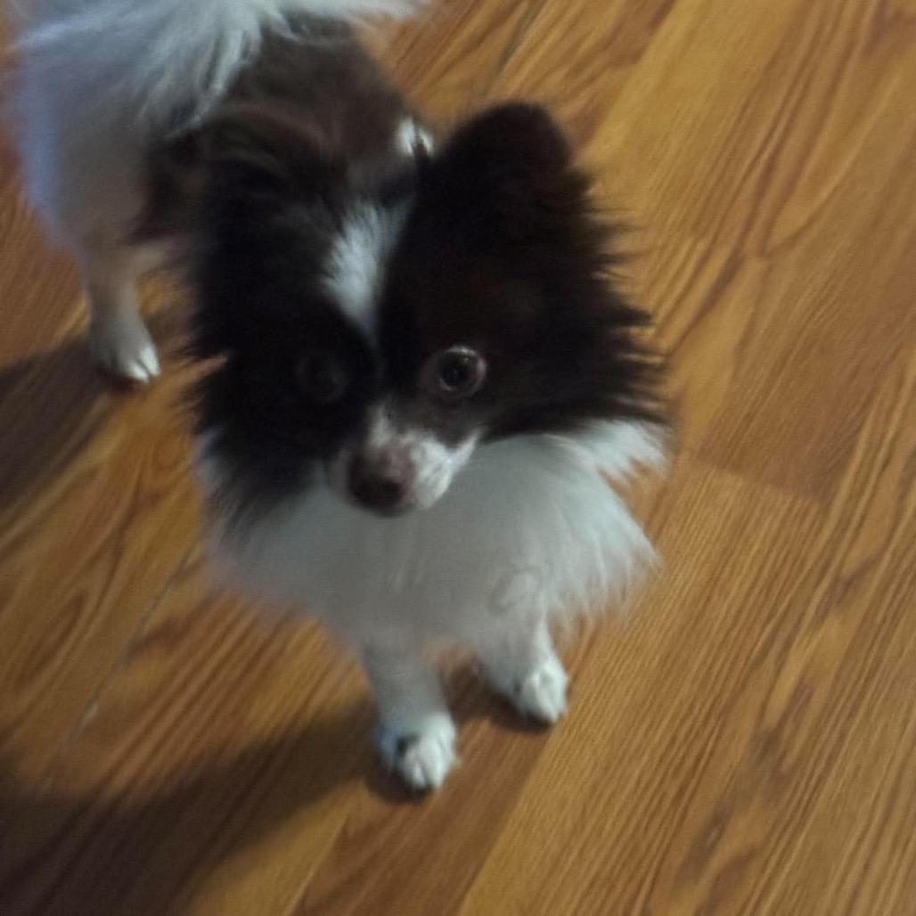 Ritchie, Adoptable, Adult Male Chihuahua.