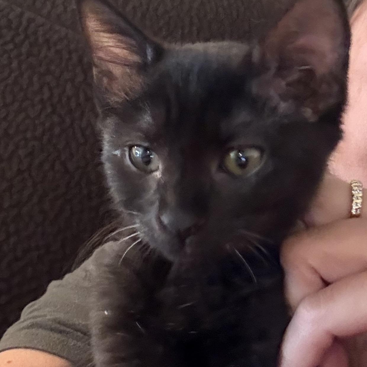 Enlarge Sumatra, a ADOPTABLE Domestic Short Hair in San Diego, CA image 1/1