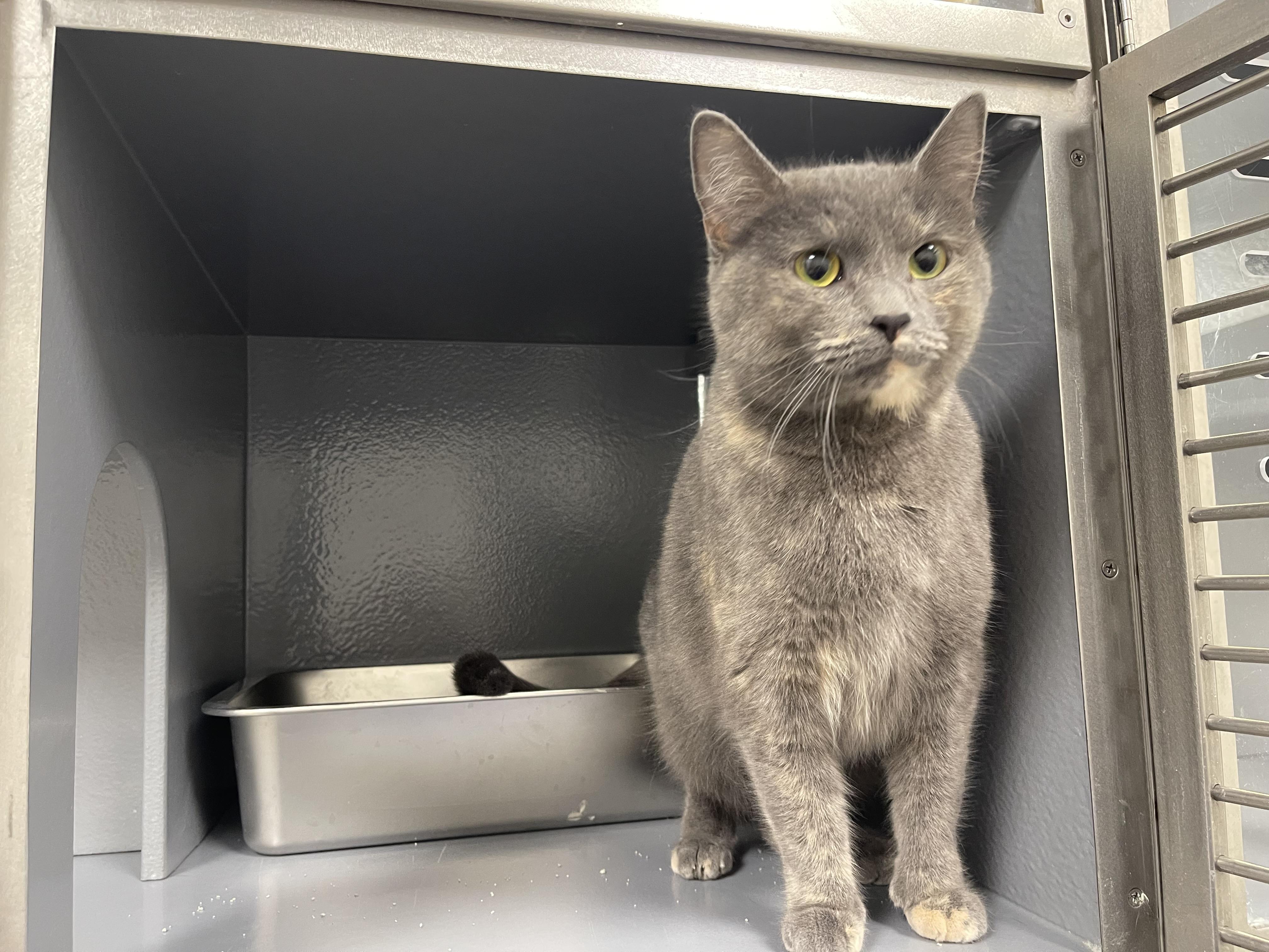 Enlarge Jewel, an adopted Domestic Short Hair in Highland, IN image 3/3