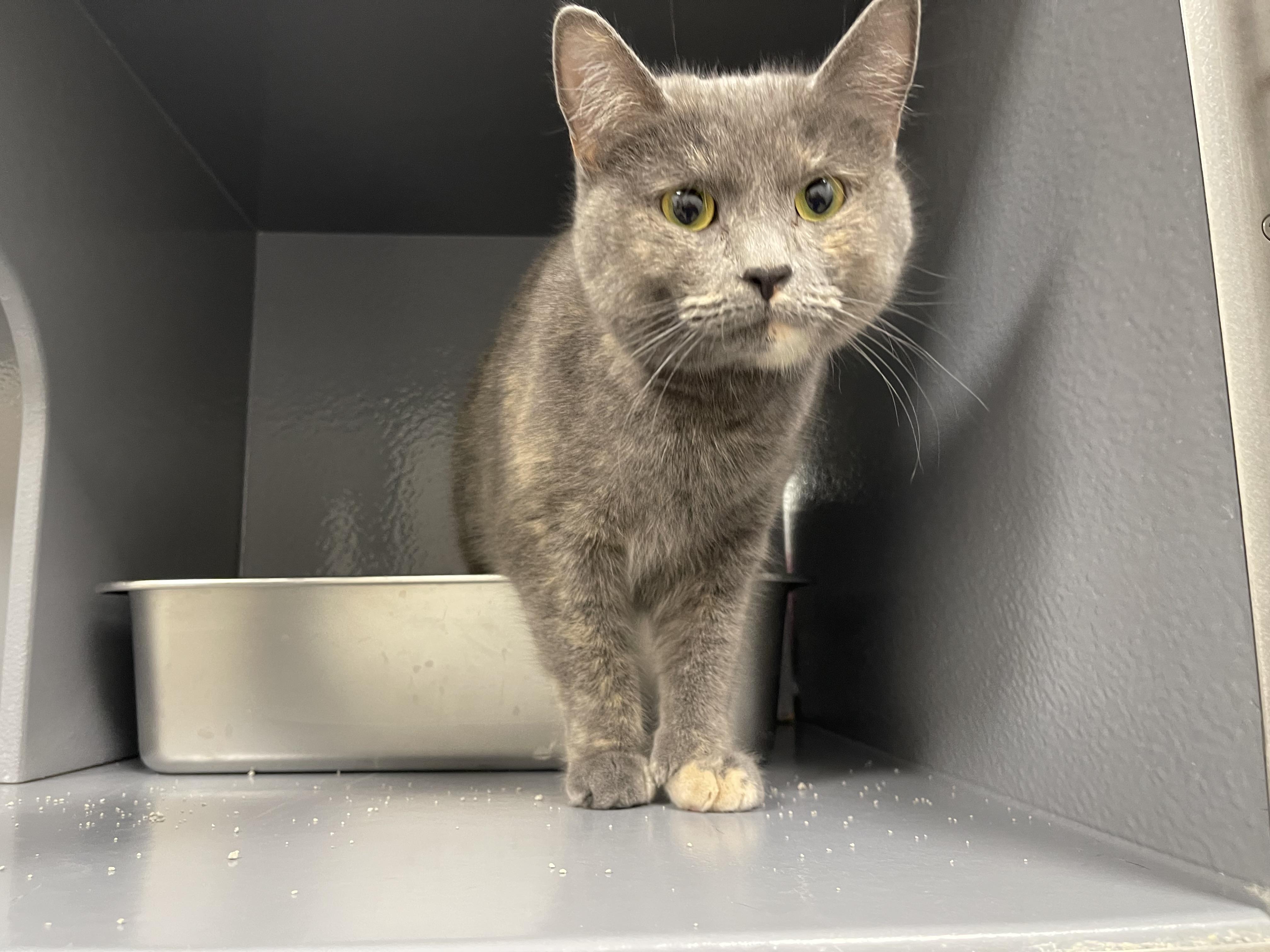 Jewel, adopted, Adult Female Domestic Short Hair.