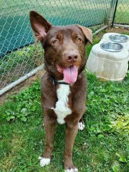 Koda James, Adoptable, Adult Male Australian Kelpie.