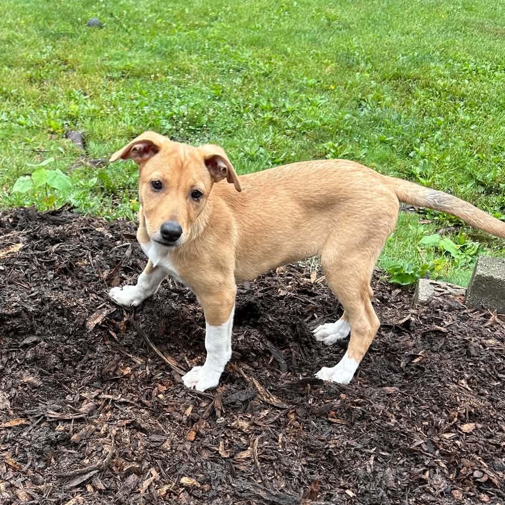 Penni, adopted, Puppy Female Shepherd.