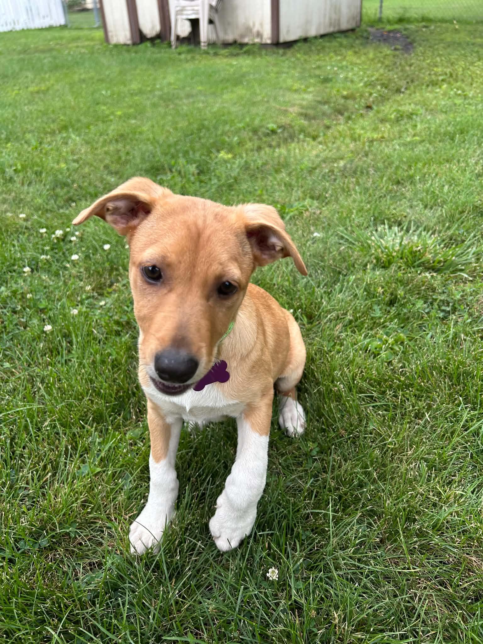 Penni, an adopted mixed breed in Palos Heights, IL image 2/4