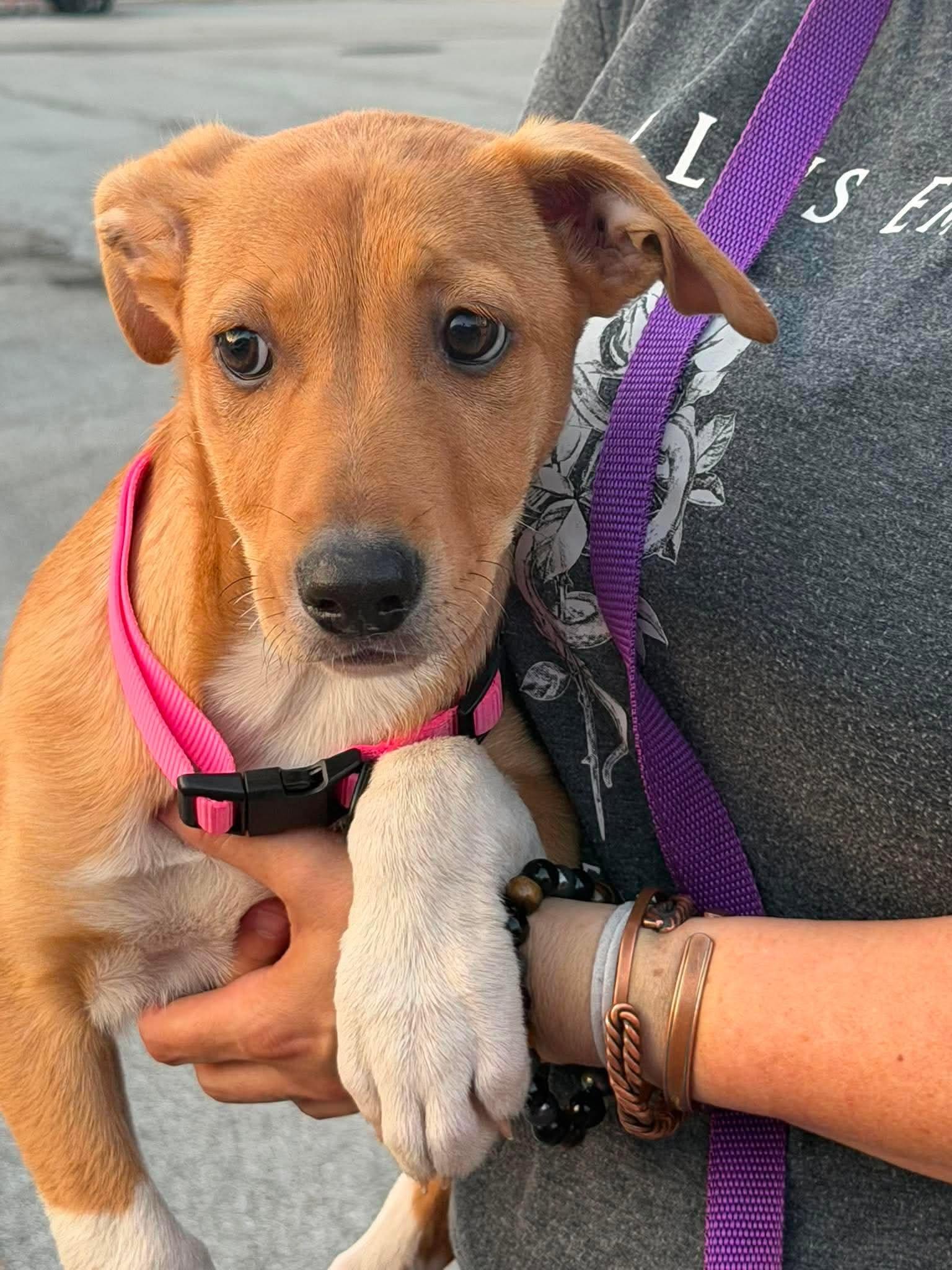 Penni, an adopted mixed breed in Palos Heights, IL image 3/4
