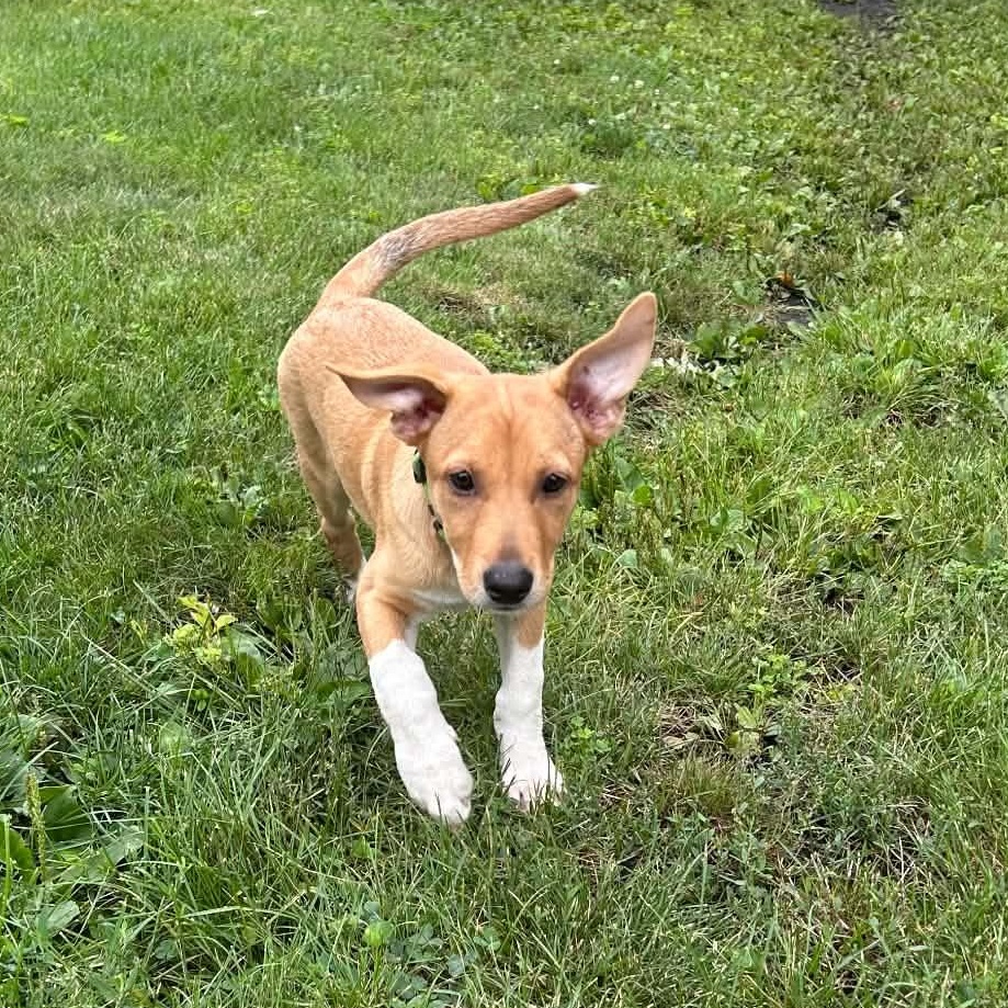 Penni, an adopted mixed breed in Palos Heights, IL image 4/4