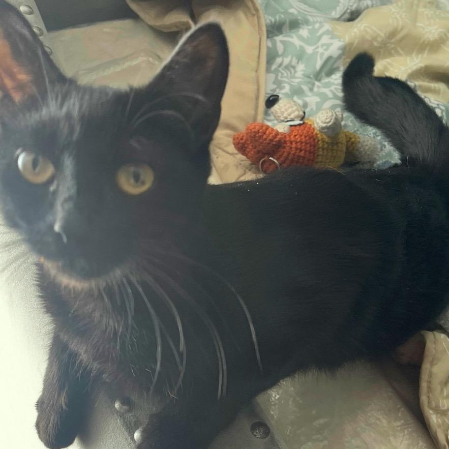 Perkins, Adoptable, Young Female Domestic Short Hair.