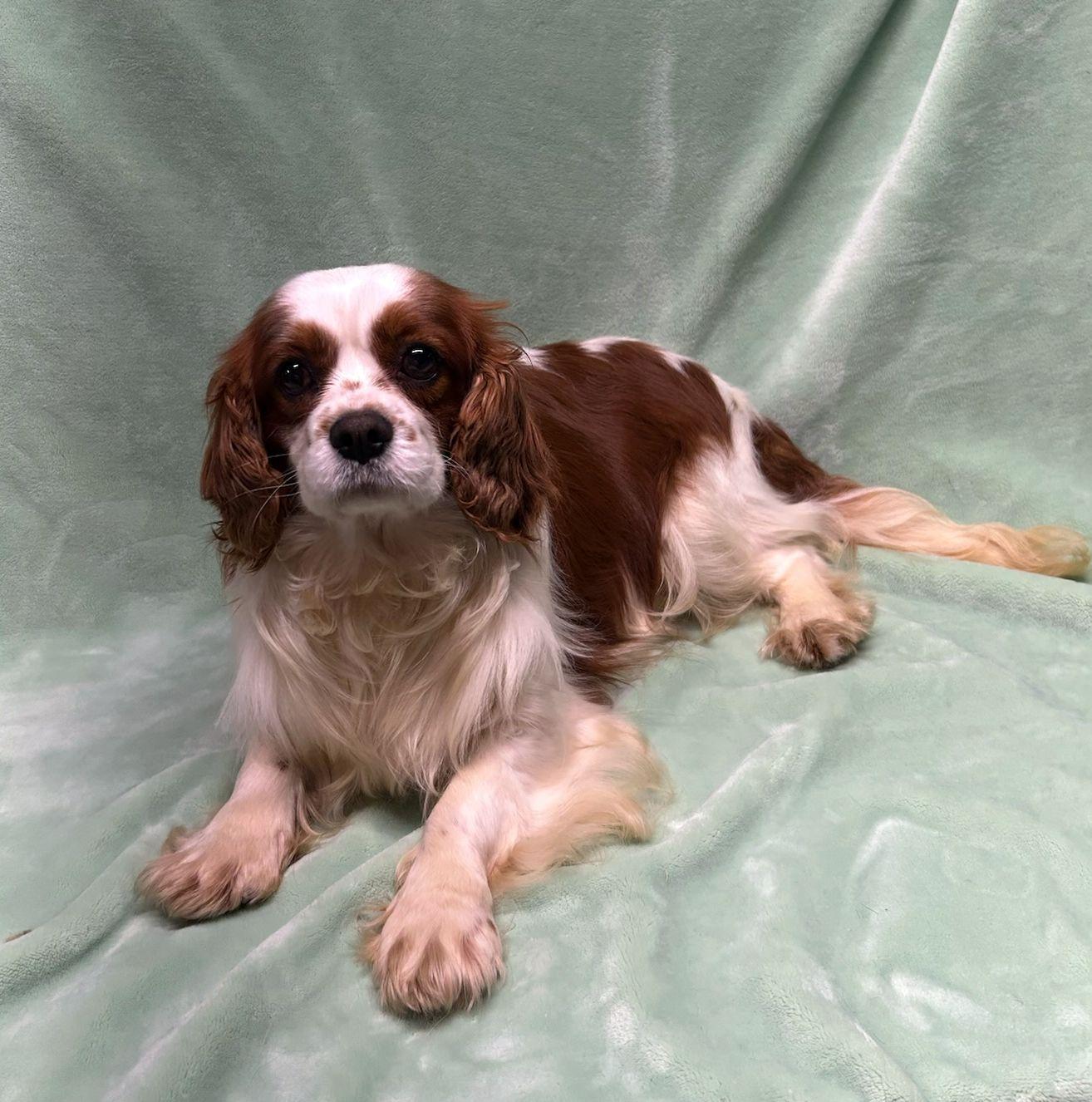 Enlarge BEN (ohiosdrescue@gmail.com), an adopted Cavalier King Charles Spaniel in Elyria, OH image 3/3