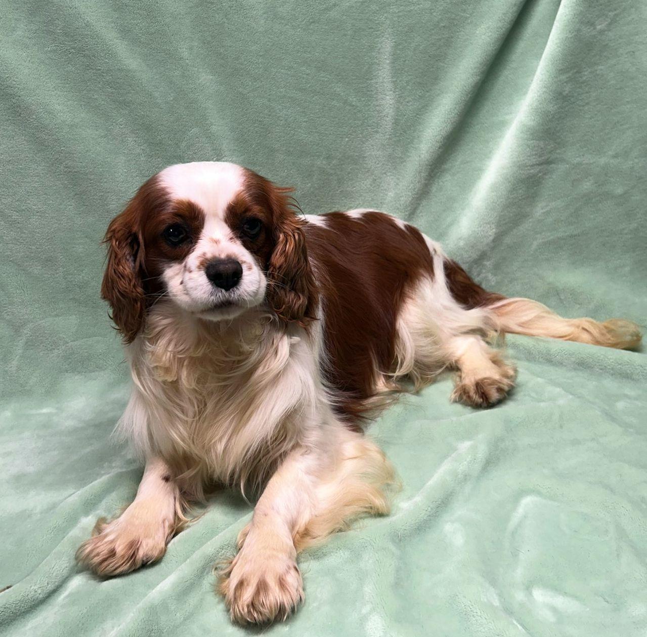 Enlarge BEN (ohiosdrescue@gmail.com), an adopted Cavalier King Charles Spaniel in Elyria, OH image 2/3
