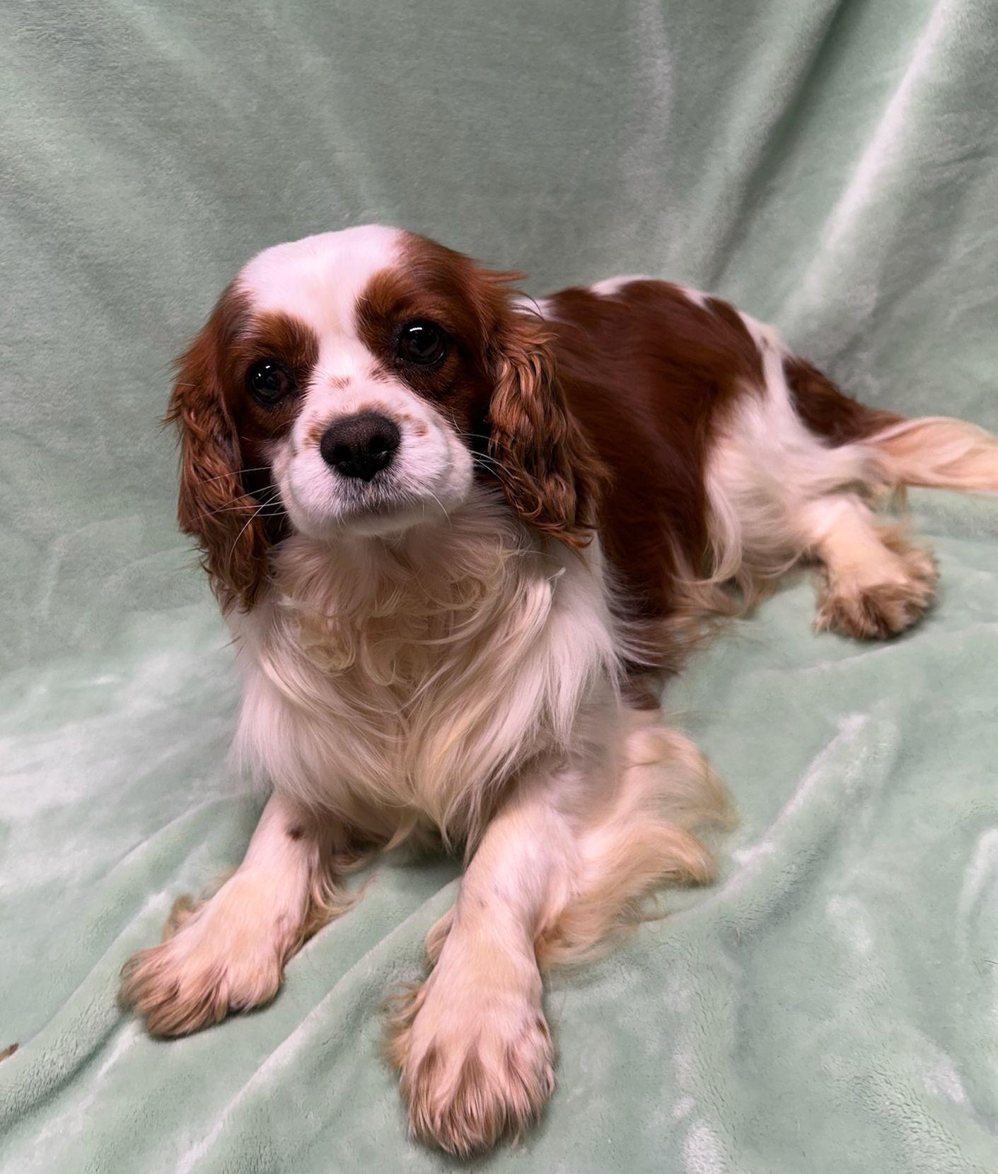 Enlarge BEN (ohiosdrescue@gmail.com), an adopted Cavalier King Charles Spaniel in Elyria, OH image 1/3