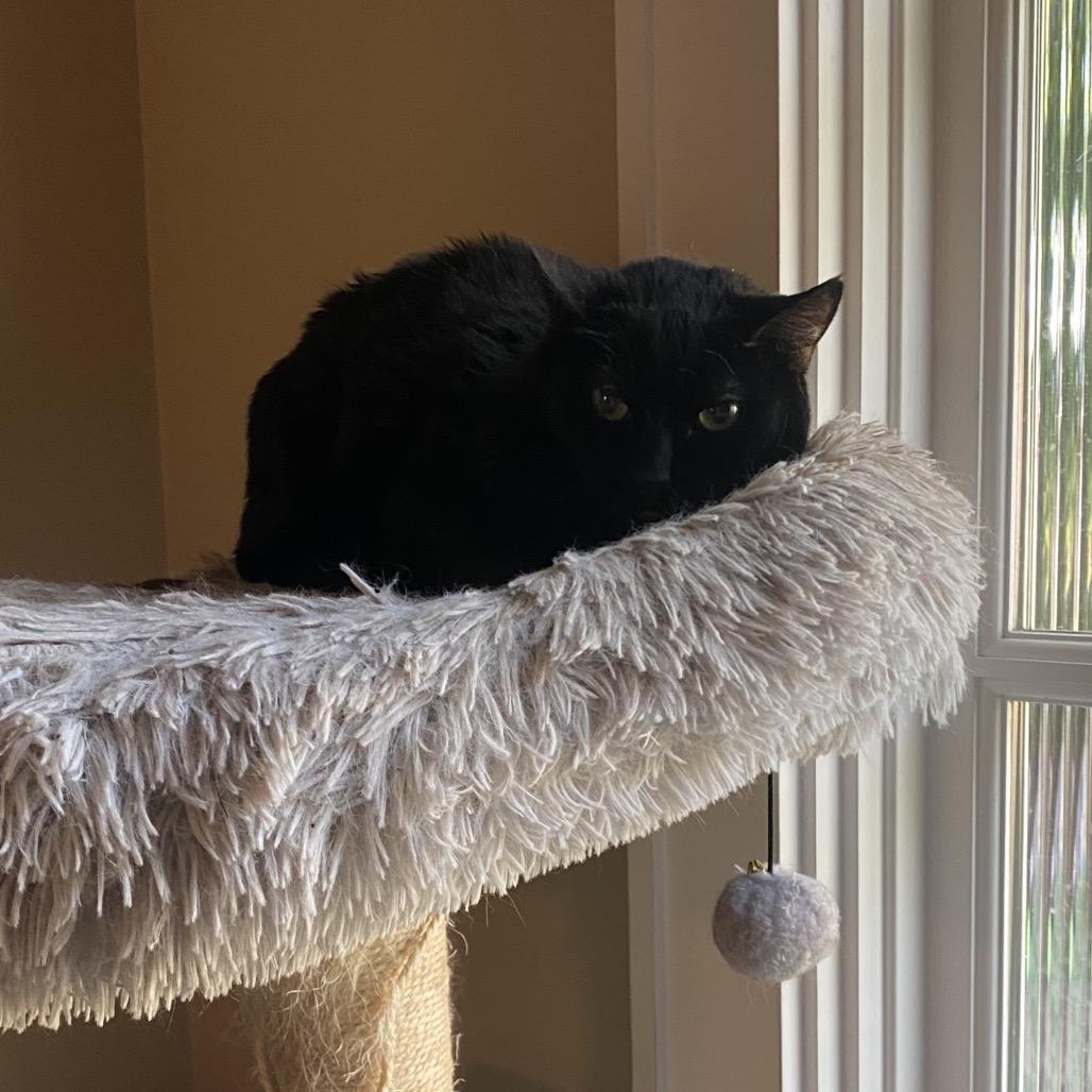 Enlarge Adelle, a Adoptable Domestic Short Hair in Los Angeles, CA image 1/5