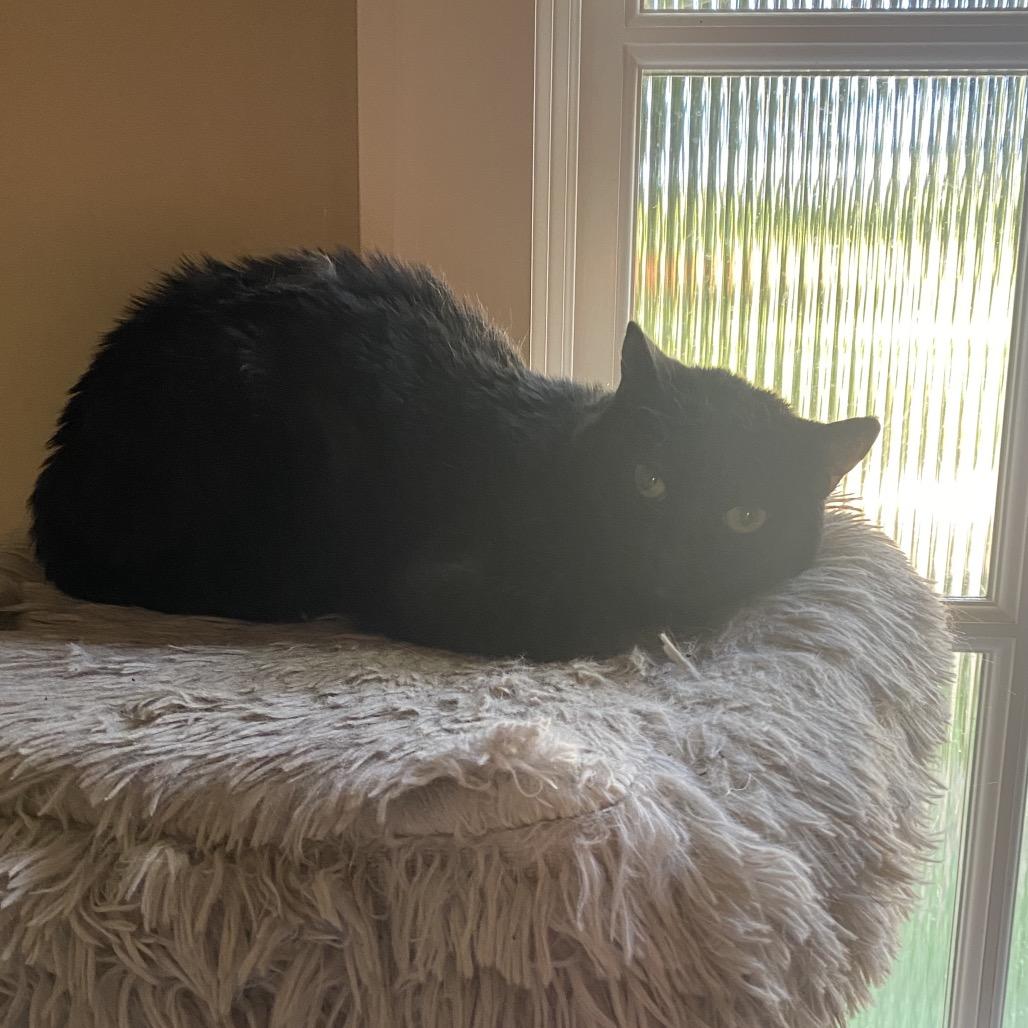 Enlarge Adelle, a Adoptable Domestic Short Hair in Los Angeles, CA image 2/5