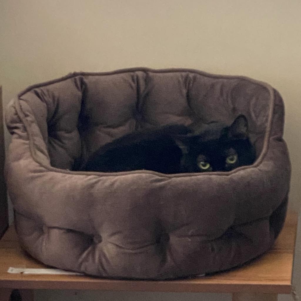 Enlarge Adelle, a Adoptable Domestic Short Hair in Los Angeles, CA image 3/5