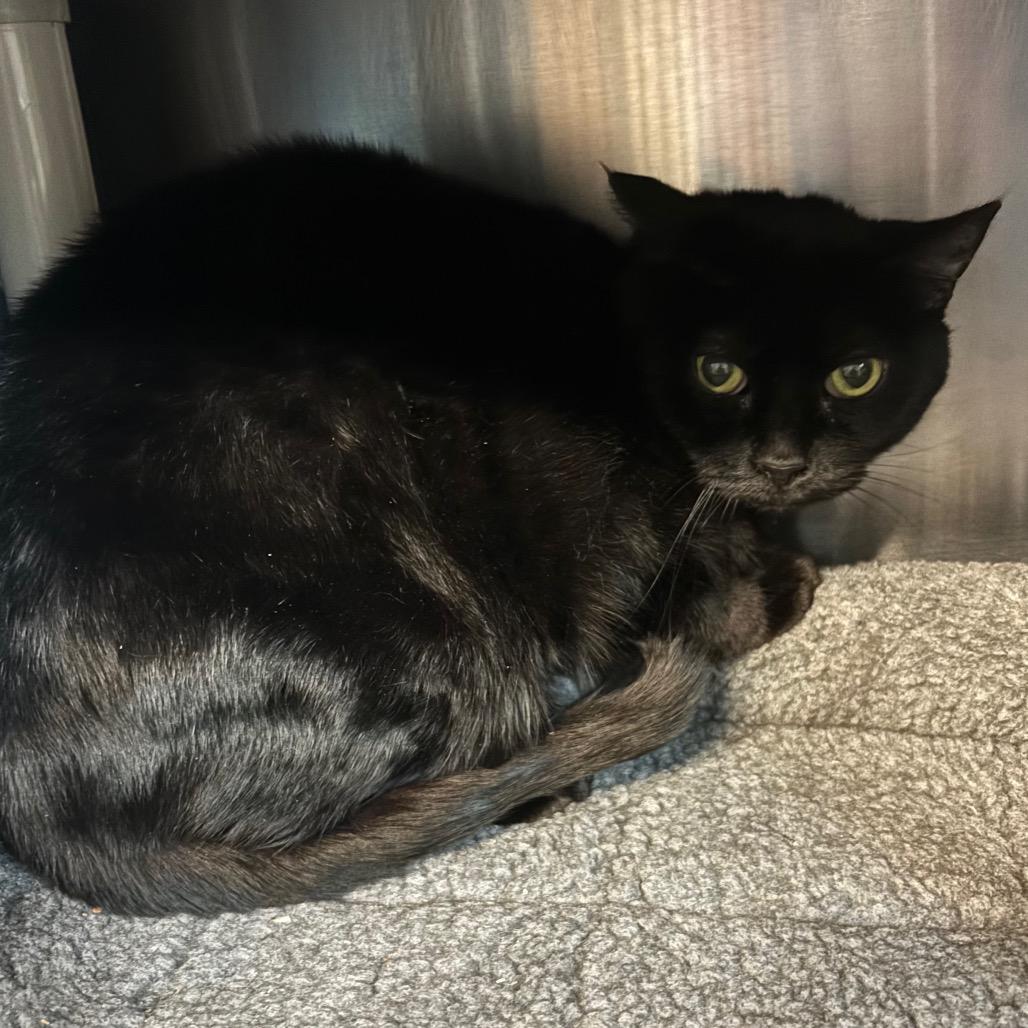 Enlarge Adelle, a Adoptable Domestic Short Hair in Los Angeles, CA image 4/5