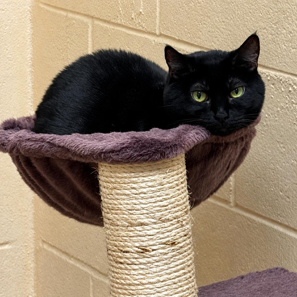 Adelle, a Adoptable Domestic Short Hair in Los Angeles, CA image 5/6