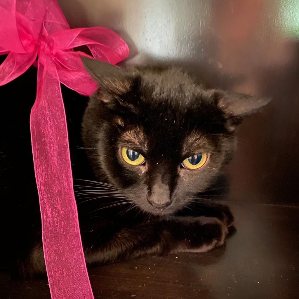 Enlarge Adelle, a Adoptable Domestic Short Hair in Los Angeles, CA image 5/5