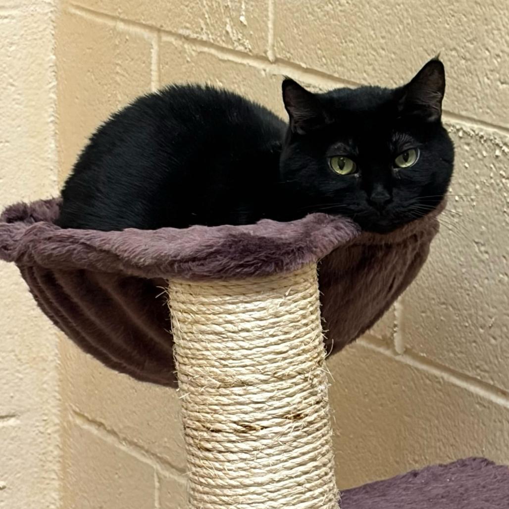 Adelle, a Adoptable Domestic Short Hair in Los Angeles, CA image 6/6