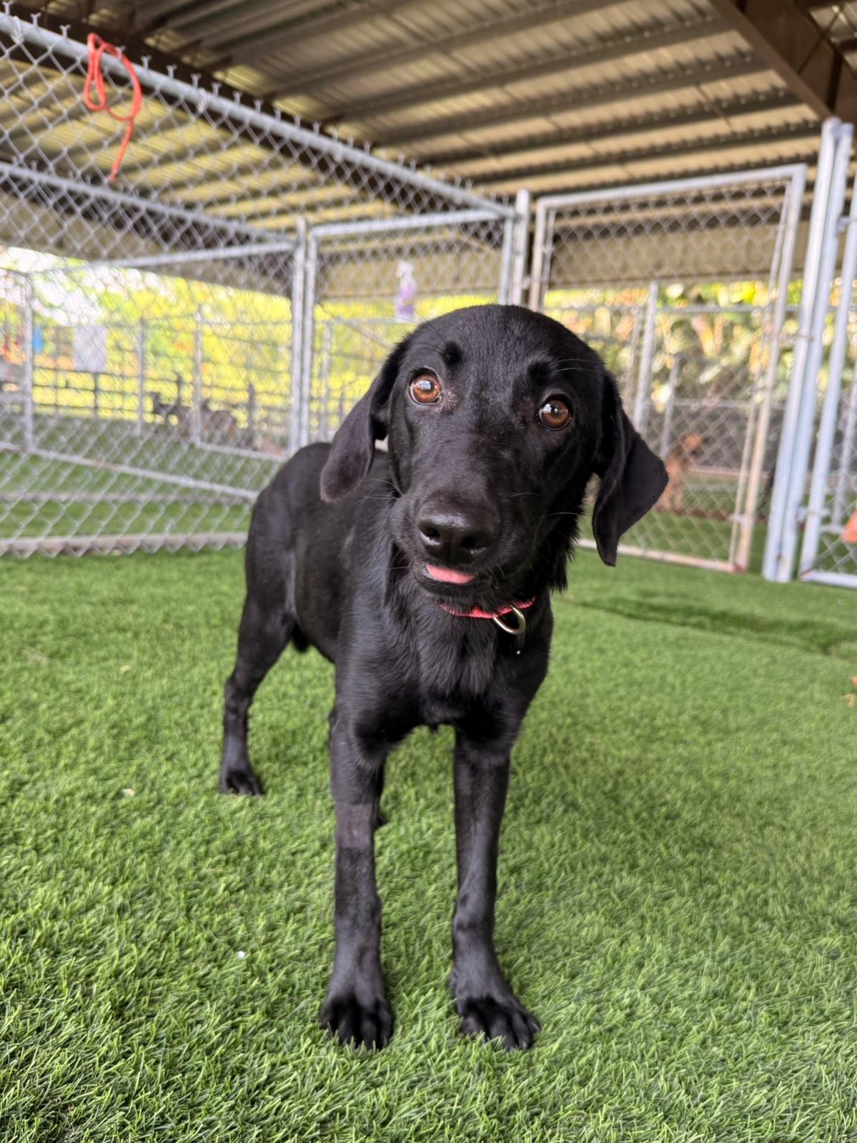 Enlarge Alicent, a ADOPTABLE mixed breed in Morristown, NJ image 2/5
