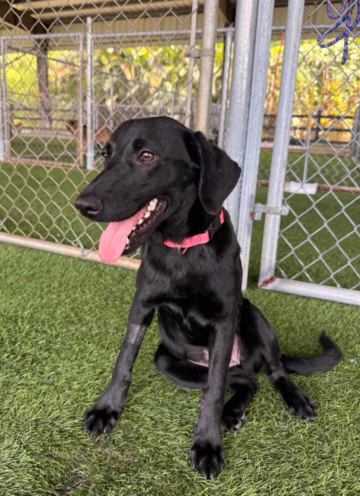 Enlarge Alicent, a ADOPTABLE mixed breed in Morristown, NJ image 5/5