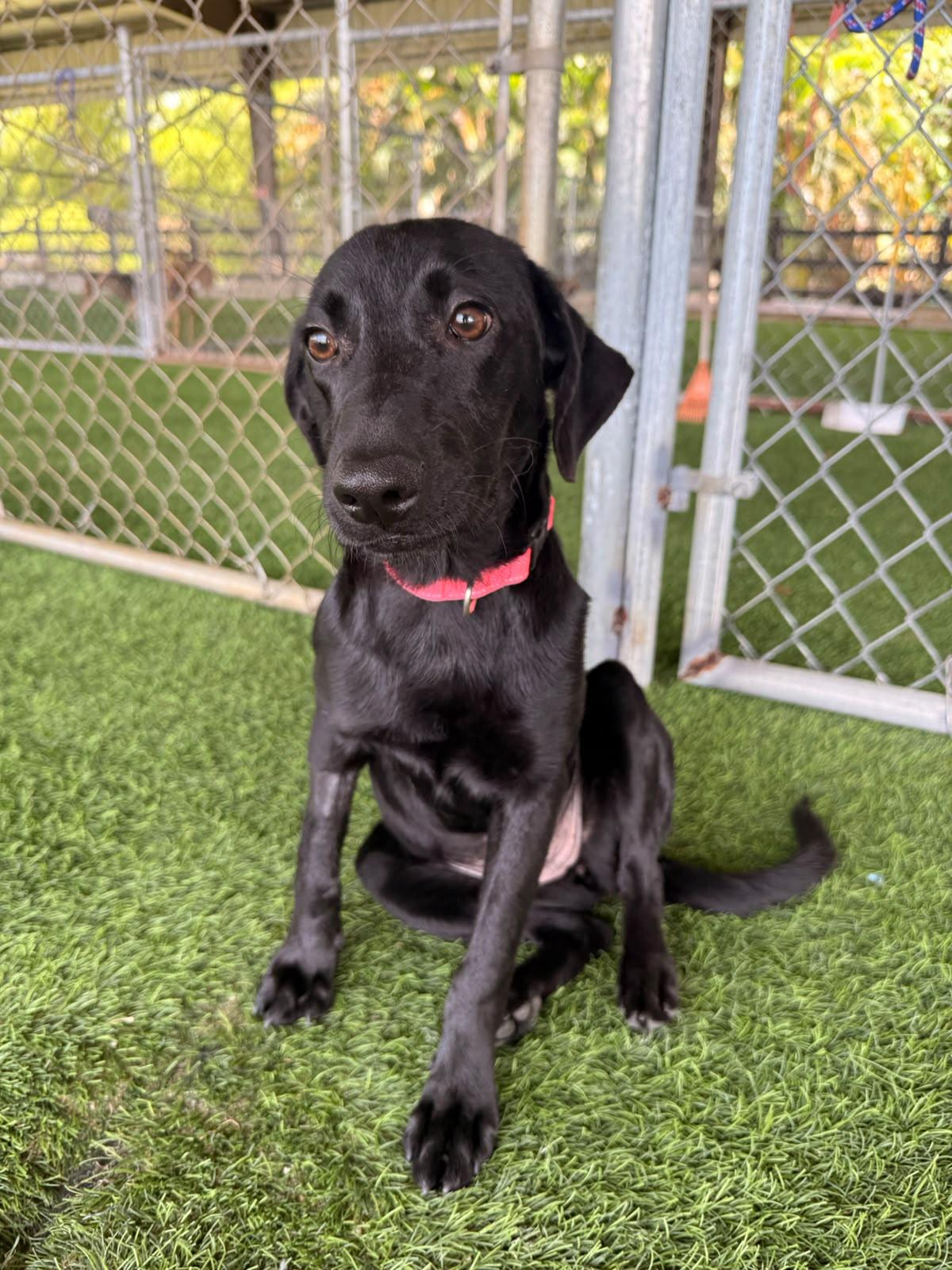 Alicent, ADOPTABLE, Puppy Female Black Labrador Retriever & Mixed Breed.