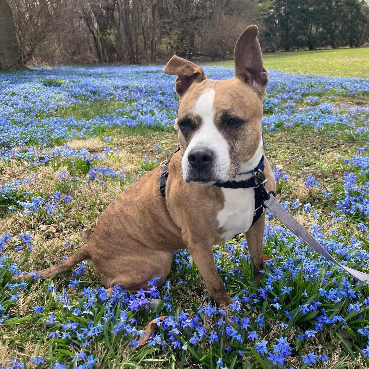 Trixie