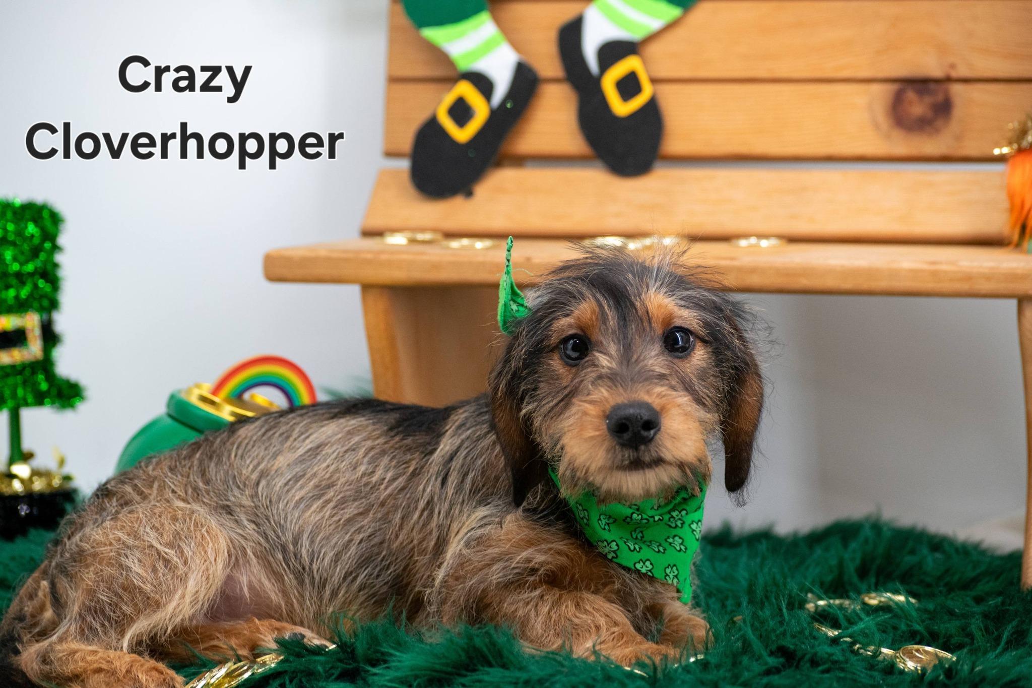 Crazy Cloverhopper, an adopted mixed breed in Sevierville, TN image 1/4