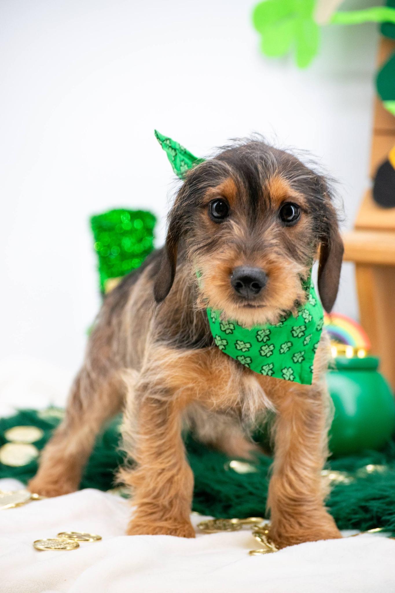 Crazy Cloverhopper, an adopted mixed breed in Sevierville, TN image 4/4