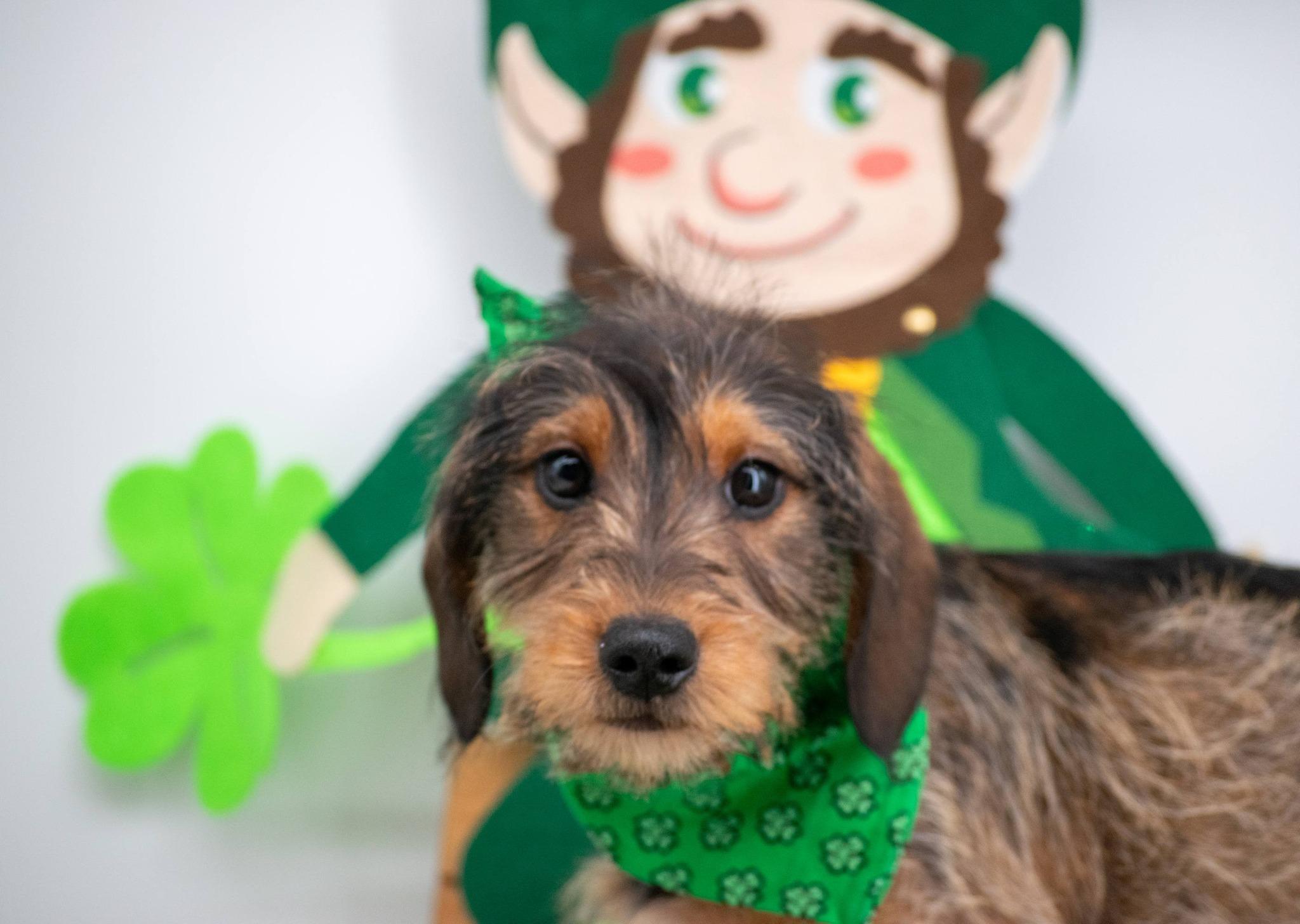 Crazy Cloverhopper, an adopted mixed breed in Sevierville, TN image 3/4