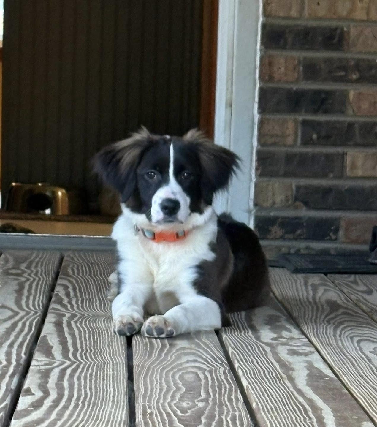 Mocha