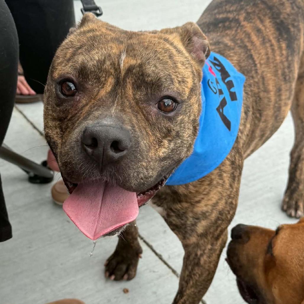 Einstein, Adoptable, Young Male Mixed Breed.