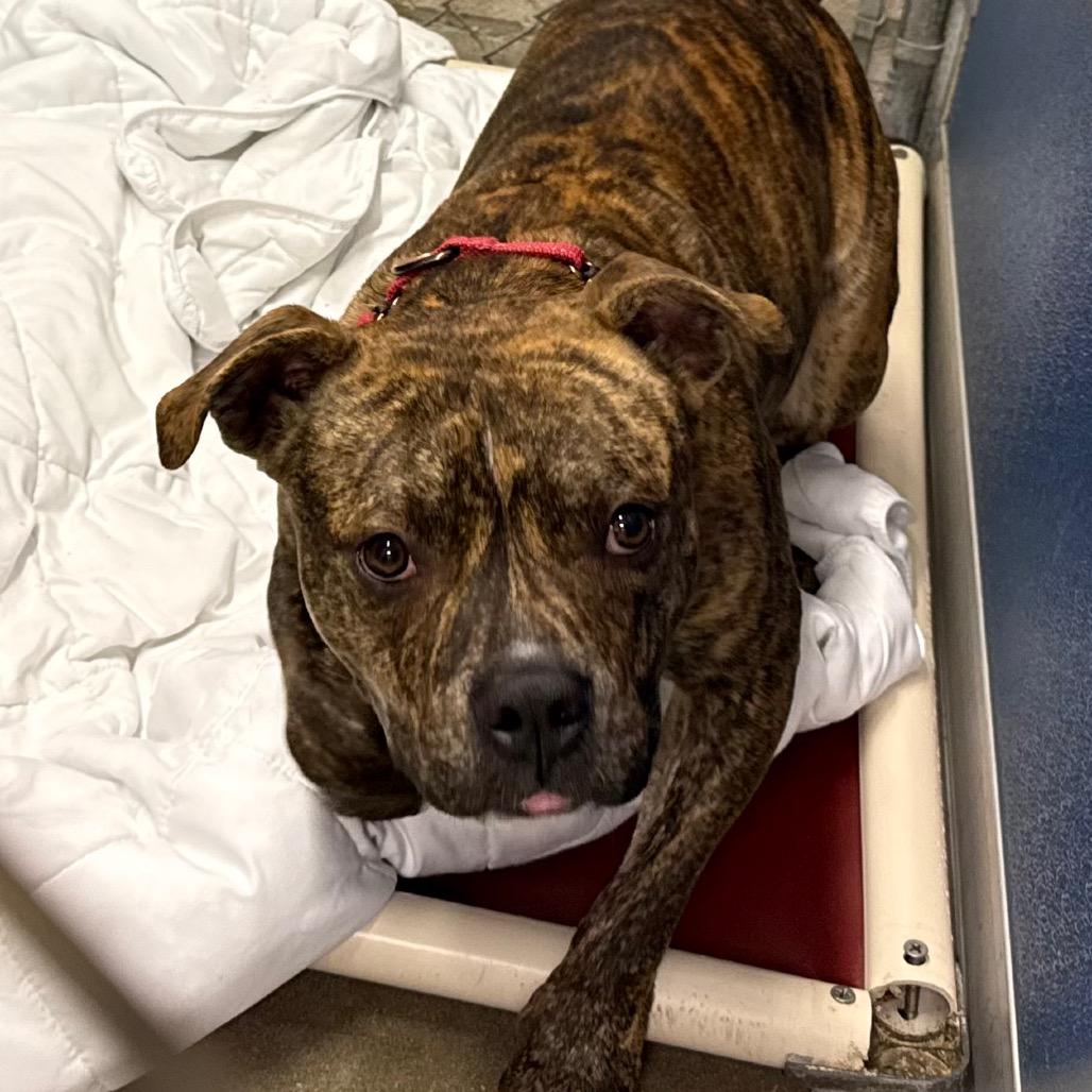 Enlarge Einstein, a Adoptable Mixed Breed in Bennettsville, SC image 2/2