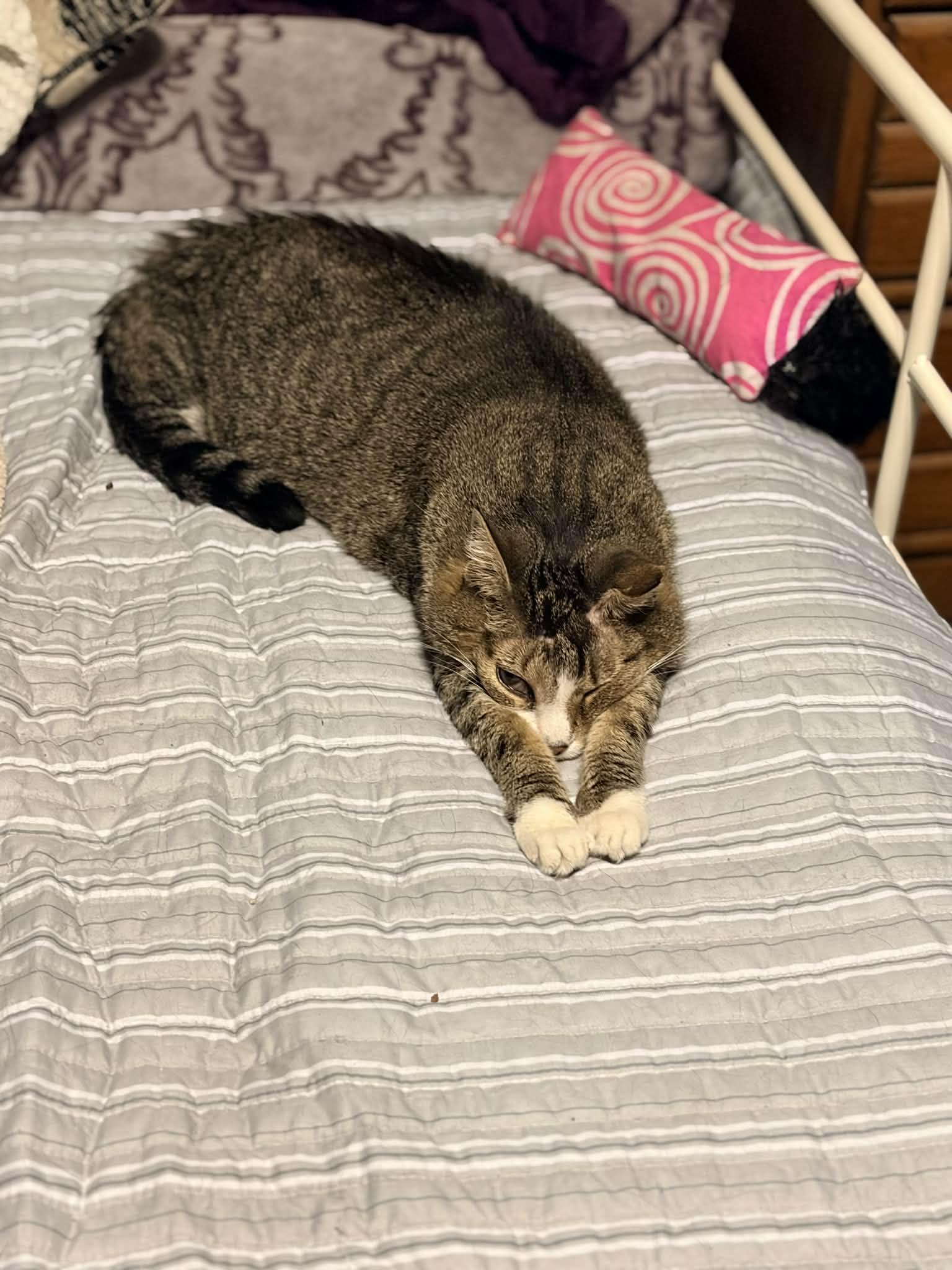 Enlarge Delilah, a Adoptable mixed breed in Greensboro, NC image 6/6