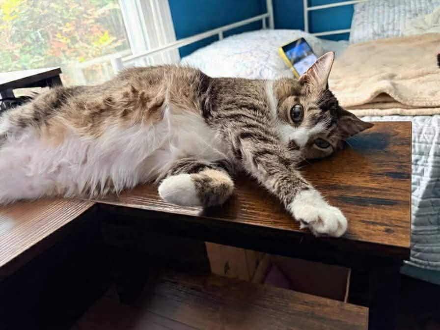 Enlarge Delilah, a Adoptable mixed breed in Greensboro, NC image 3/6