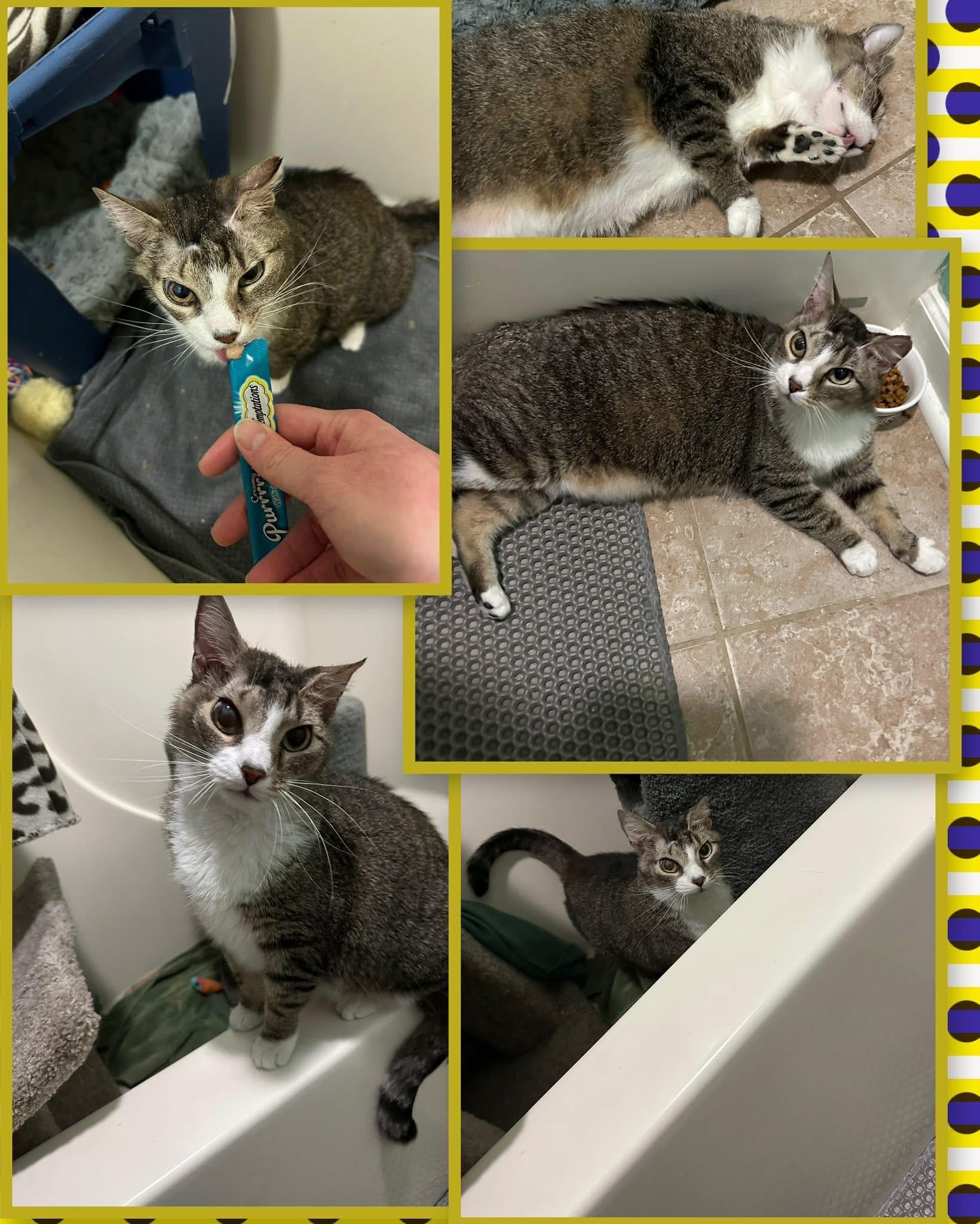 Enlarge Delilah, a Adoptable mixed breed in Greensboro, NC image 3/5