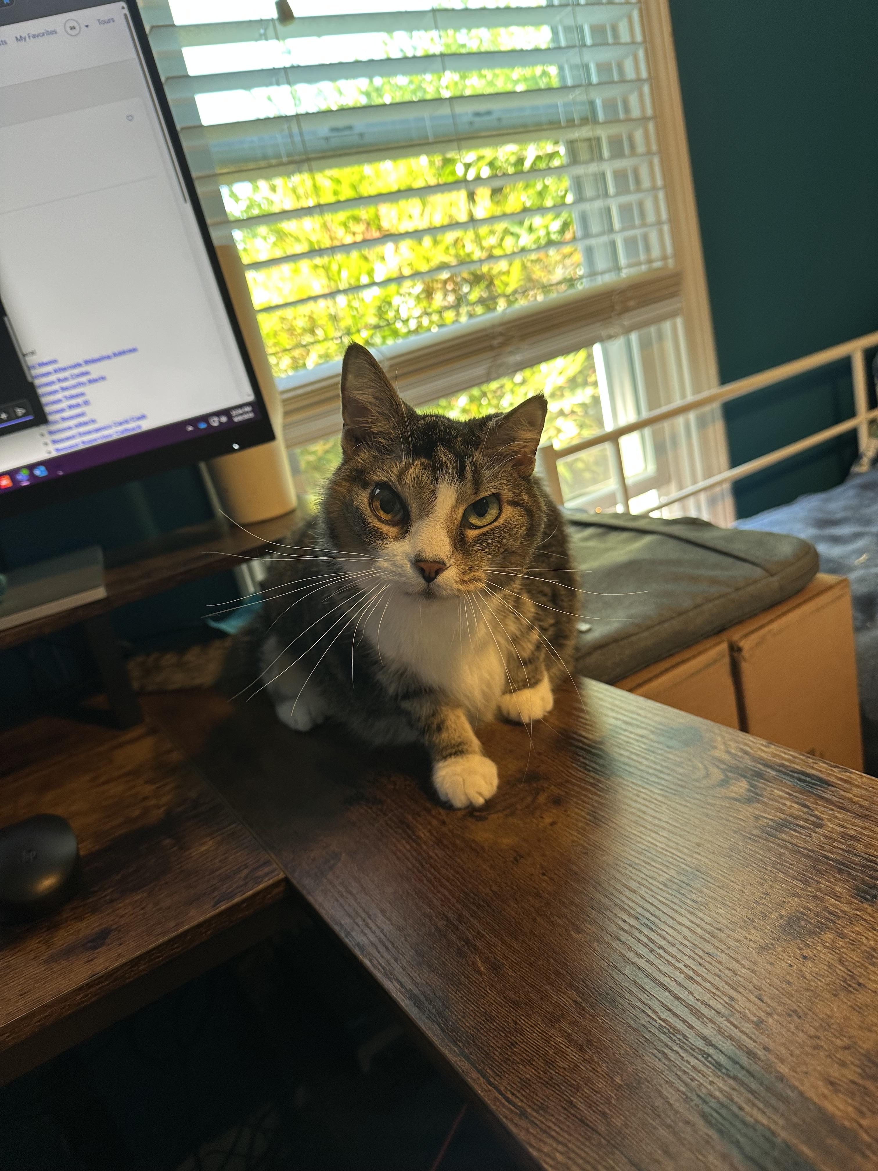 Enlarge Delilah, a Adoptable mixed breed in Greensboro, NC image 2/5