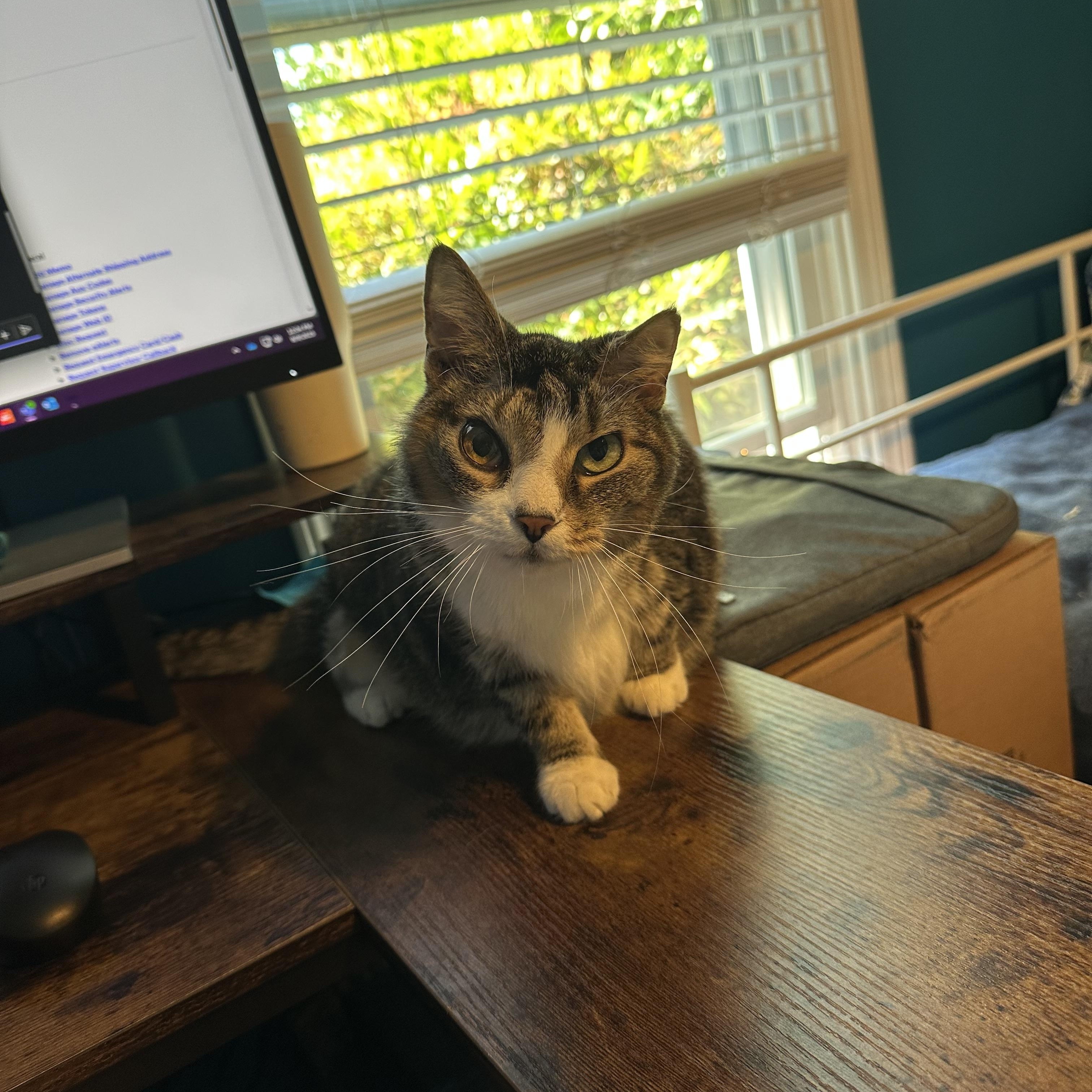 Enlarge Delilah, a Adoptable mixed breed in Greensboro, NC image 5/6