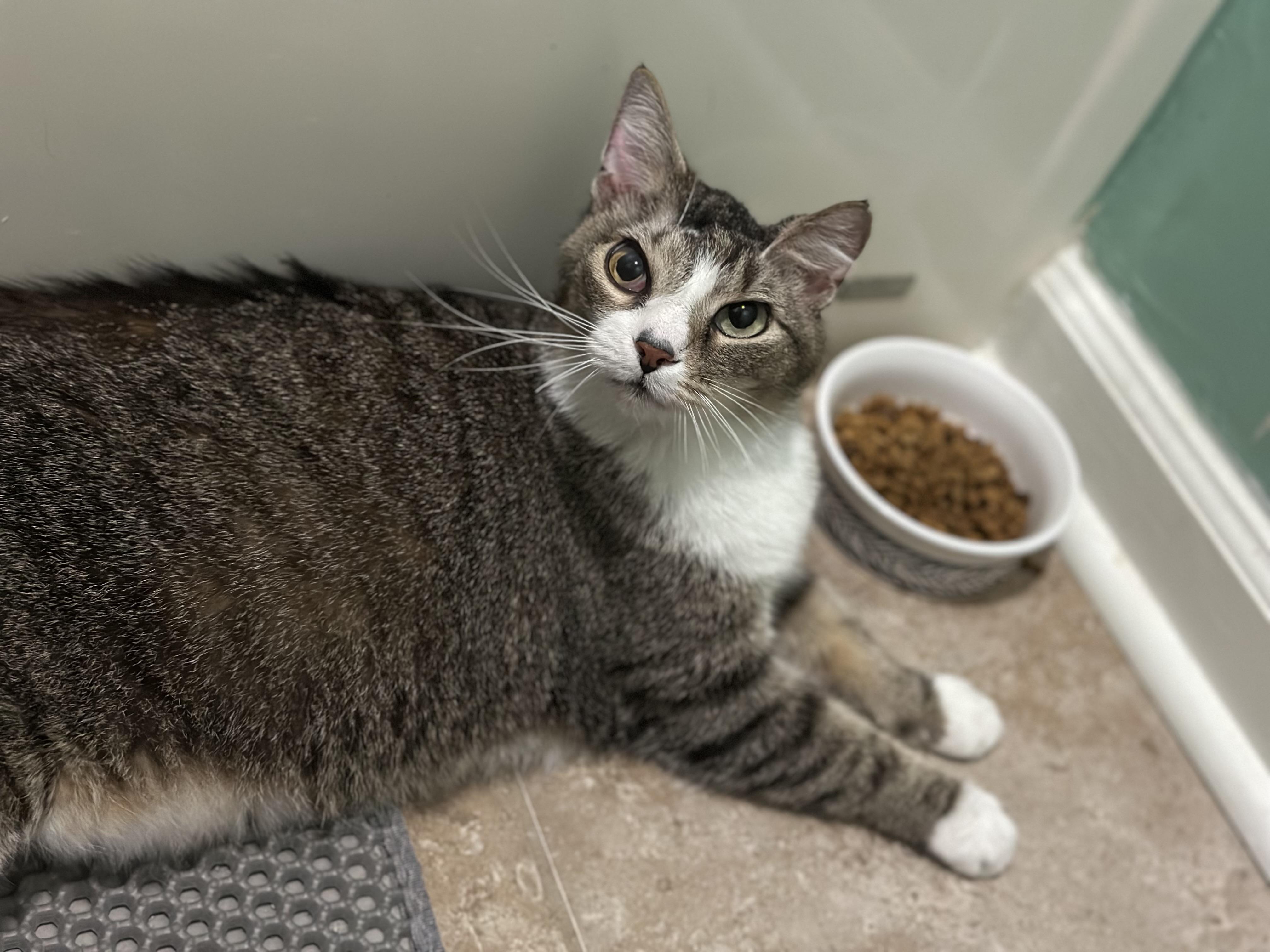 Enlarge Delilah, a Adoptable mixed breed in Greensboro, NC image 4/5